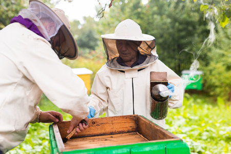 Beekeepers in protective hats and aprons working with honeycombs on apiaryの写真素材