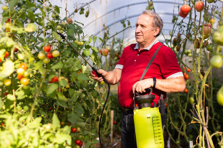 Older man diligently spraying vegetables with insecticide in greenhouseの写真素材
