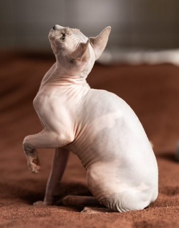 cat and sphinx view hairless sphinx on soft blanketの写真素材