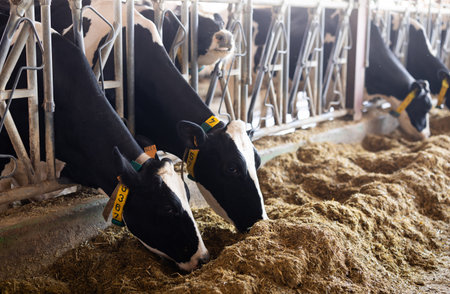 Cows feeding on hay in barnの写真素材