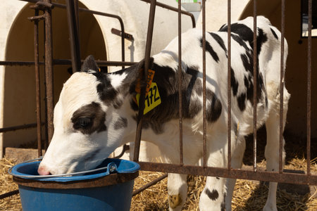 Calf drinks in paddock at livestock farmの写真素材