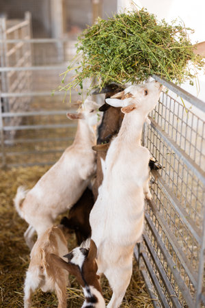 Farmer feeds goatlings hay in pen on farmの写真素材