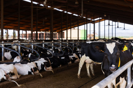 Cows in pen at livestock farmの写真素材