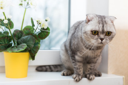 Scottish breed cat sniffs a white flower on windowsillの写真素材