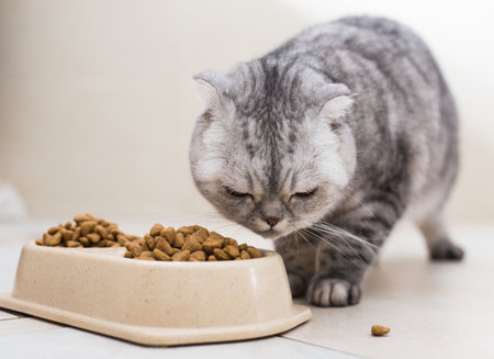 Scottish fold cat eating dry food from bowl on floorの写真素材
