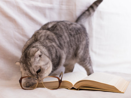 Cute cat plays with glasses and open books close upの写真素材