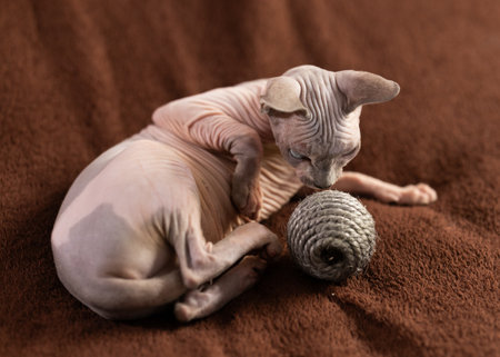 Portrait of sphynx cat with game ballの写真素材