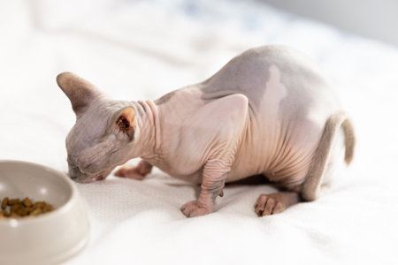Portrait of sphinx cat with bowl of food