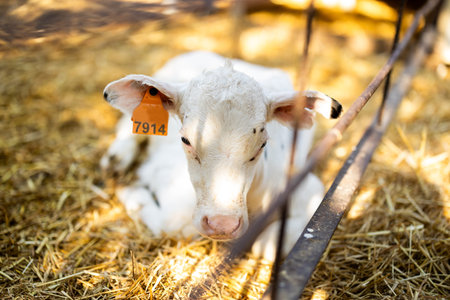 Calf lies in pen on cattle farmの写真素材