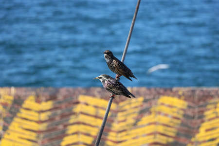 Birds on ferryの写真素材