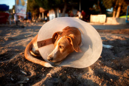 Injured dog with e-colllar lying on the sand in a sunny afternoon