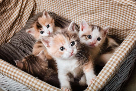 Four cute kitten in a white basketの写真素材