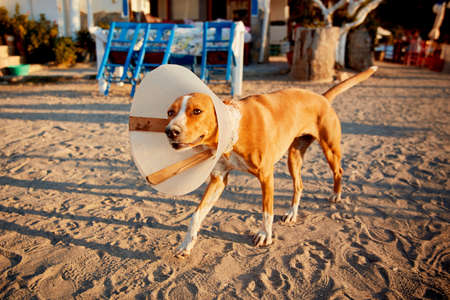 Injured dog with e-colllar walking on the sandy street in a sunny afternoonの写真素材