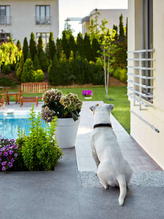 Rear view of a Jack russel terrier dog sitting at the enterance of a house and watching the gardenの写真素材
