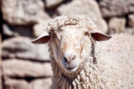 Portrait of a sheep in front of a stone wall background in a farmの写真素材