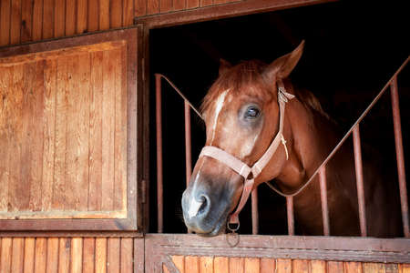 closeup portrait of a beautiful horse posing behind the stable doorの写真素材