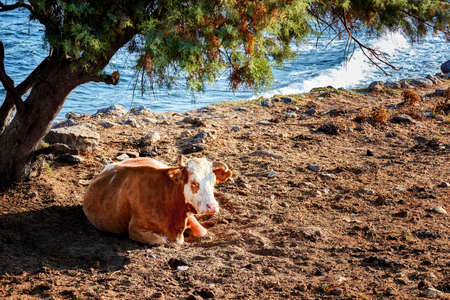 A beautiful and healthy white-brown cow sitting and resting under a tree on a dirt-surface near the seaside in a rural area.の写真素材