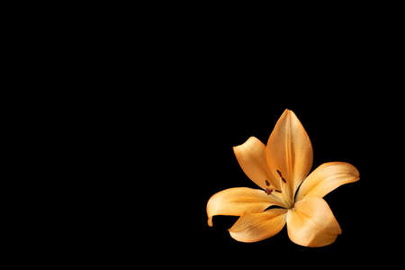 Orange lily flower on isolated black background with copyspace for textの写真素材