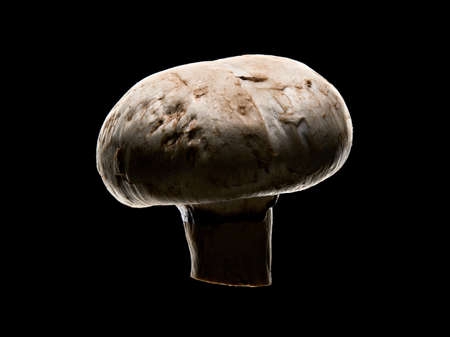 close-up shot of a textured mushroom on isolated black background with dramatic classy lightingの写真素材