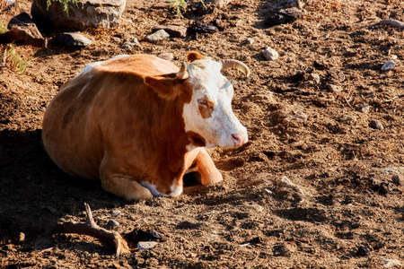 A beautiful and healthy white-brown cow sitting and resting on a dirt-surface in a rural area.の写真素材
