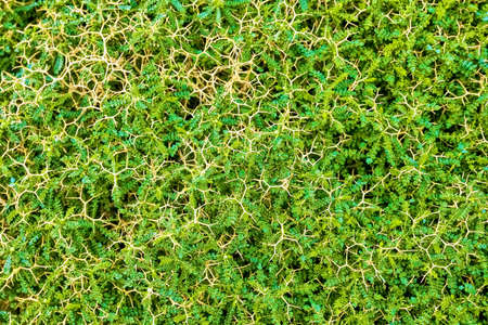 Top down view of maturing green acacia white thorn plantの写真素材