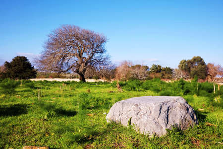 Big rock and an old oak tree on a green field in autumn on a bright sunny dayの写真素材