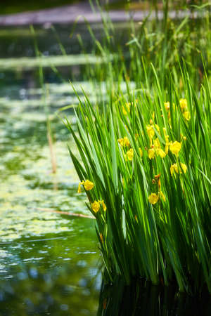 Golden Canna (Canna Flaccida) tropical plant near a pond in La Fontaine Park, Montreal, Canada