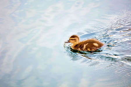 Cute little baby duckling swimming on the calm water of a pondの写真素材