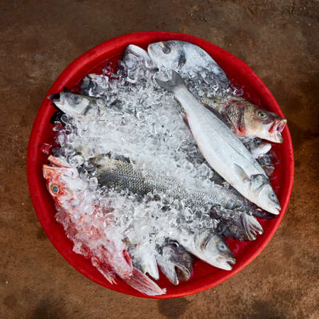 Top down view of daily fresh sea fish on ice in a red basin on a soil groundの写真素材