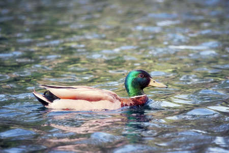 Duck Mallard Anas platyrhynchos anatidae swimming on a pond