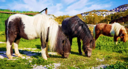 Group of cute little pony grazing on the green fields of a ranch