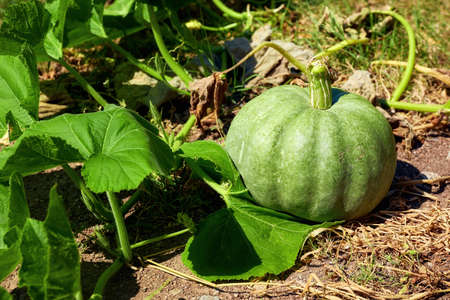 Natural green pumpkin growing in a farmの写真素材