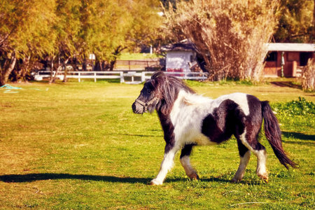 Black and white little pony walking on the green field of a horse farm on a sunny dayの写真素材
