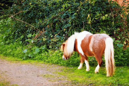 Little red pony walking in natureの写真素材
