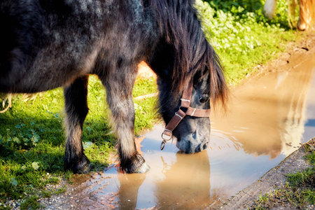 Little black pony drinking muddy water from a puddle. Closeup view.の写真素材