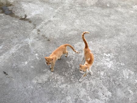 Stray cats waiting for some foodの素材