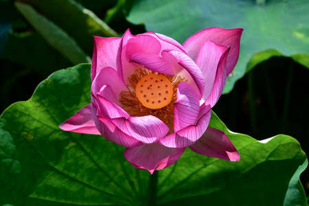 Lotus bloomingの写真素材