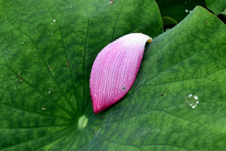 petal close upの写真素材