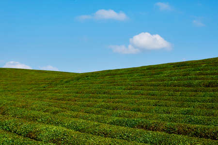 Chinese Tea plantationの写真素材