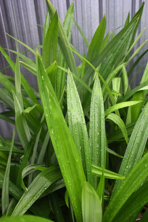 Green pandanus leaves close-up, selective focusの写真素材