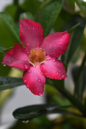 Desert rose or Impala Lily or Mock Azalea flowerの写真素材