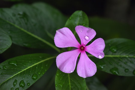 Pink Periwinkle flower in the garden with rain drop on it.の写真素材