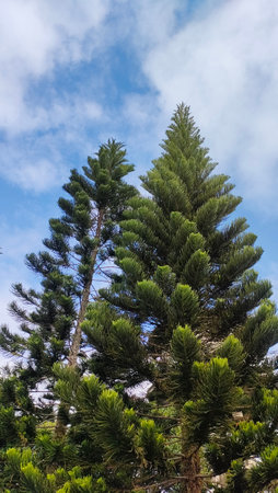Araucaria araucana tree on blue sky backgroundの写真素材