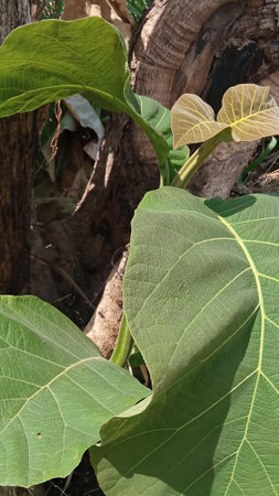 Leaves of a teak tree by the rice fieldの写真素材
