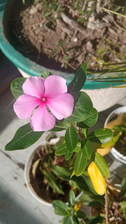 Periwinkle flower, Madagascar periwinkle, Catharanthus roseusの写真素材