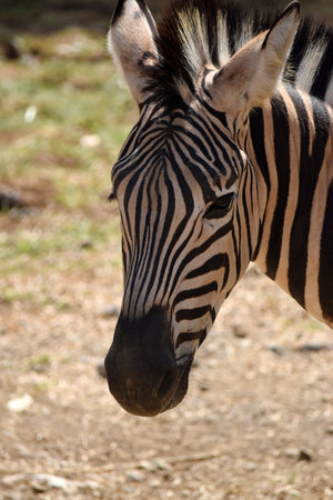 Close up of a zebra, Equus quagga burchelliiの写真素材