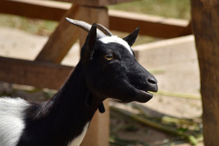 Portrait of a black and white goat in the zoo, close-upの写真素材
