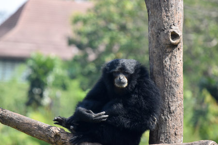 Black gibbon on a tree in a zoo, closeup of photo