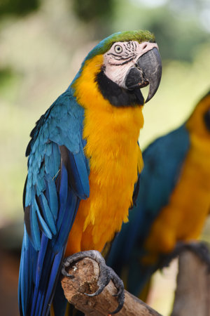 Blue-and-yellow macaw (Ara ararauna)の写真素材
