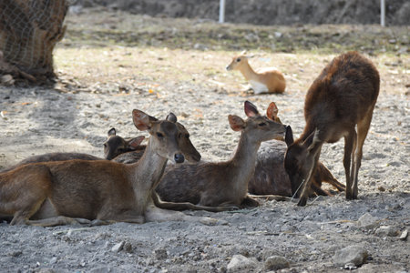 deer in the zoo, Indonesia, South East Asiaの写真素材